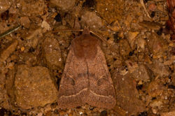 commonquaker02 kedlockfeus 180321