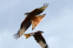 redkite07 argaty 310316