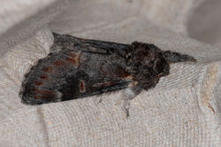 ironprominent01 bankheadmoss 230523