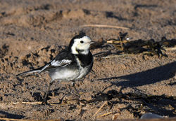 piedwagtail04 kinshaldy 291220