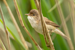 reedwarbler02 kilconquhar 020621
