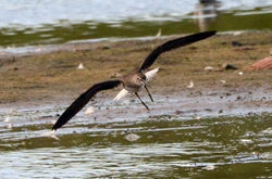 greensandpiper01 sandwich 160817