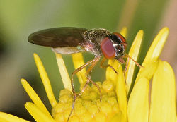 Melanostoma mellinum02 mortonlochs 11081