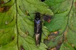 Eriocrania05 magusmuir 060424