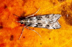 Eudonia angustea04 kedlockfeus 070921