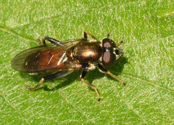 Xylota segnis01 gaddonloch 260518