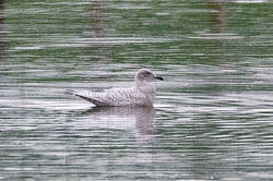 icelandgull01 luthrie 221122
