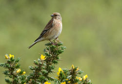 linnet arran 300515