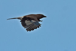 jay02 mortonlochs 151118