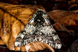 oakbeauty02 keilsden 160323