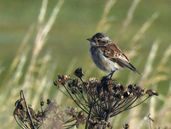 whinchat04 kilminning 310720