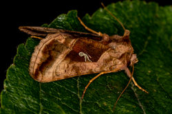 plaingoldeny01 gaddonloch 030722