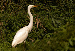 greatwhiteegret09 hamwall 130817