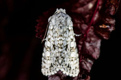 greychi03 cambo 110825