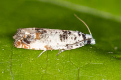 Eucosma campoliliana05 carphin 210625