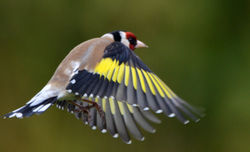 goldfinch05 dunmara 100416