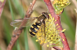 Melangyna lasiophthalma01 tentsmuirpoint 040518