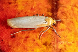 bufffootman01 kedlockfeus 200721