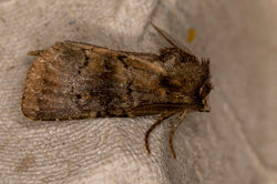 brownrustic01 tentsmuirpoint 080722