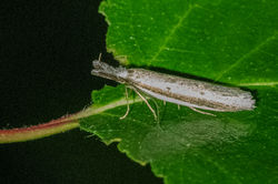 Pleurota bicostella01 blackcraig 100622