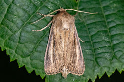 bulrushwainscot01 carphin 020826