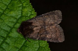 brownrustic02 gaddonloch 200522