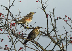 redwing01 mortonlochs 181120