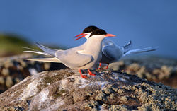 arctictern12 isleofmay 220715