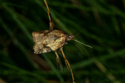 Acleris rhombana01 blackcraig 070923
