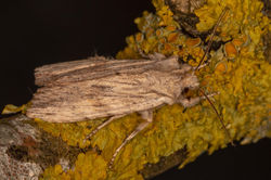 palepinion02 kedlockfeus 200421