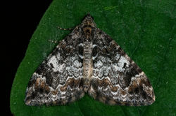 commonmarbledcarpet01 kedlockfeus 260523