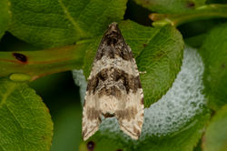 Orthotaenia undulana05 lucklawhill 130624