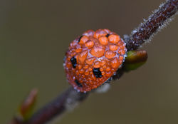 sevenspotladybird01 tentsmuir 231218