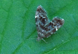 Anthophila fabriciana01 kilmany 290620