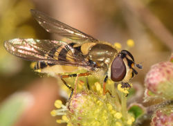 Parasyrphus malinellus05 tentsmuirpoint 160518