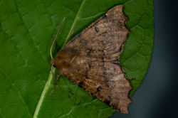 scallopedhazel03 gaddonloch 060522