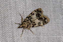 Eudonia lacustrata01 mortonlochs 060722