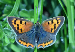 smallcopper01 tentsmuirpoint 300719