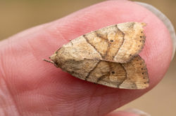 dunbar02 kedlockfeus 010821