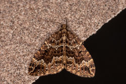 watercarpet02 kedlockfeus 190421