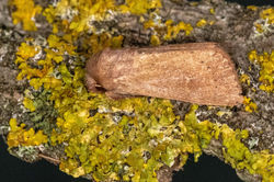 clay01 kedlockfeus 220721