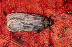 Depressaria radiella02 kedlockfeus 090921