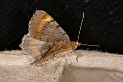 tawnybarredangle01 tentsmuirpoint 080722