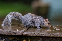 greysquirrel02 kedlockfeus 290324