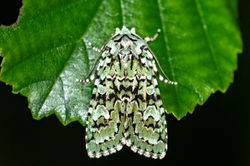 merveilledujour01 carphin 190925