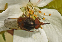 Rhingia campestris02 monimail 050518