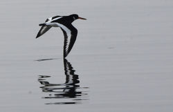 oystercatcher03 kinghorn 120317