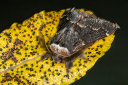 decembermoth01 tentsmuirpoint 251022