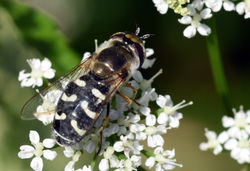 Scaeva pyrastri04 dunmara 100617