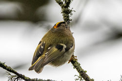 goldcrest03 carphin 070126